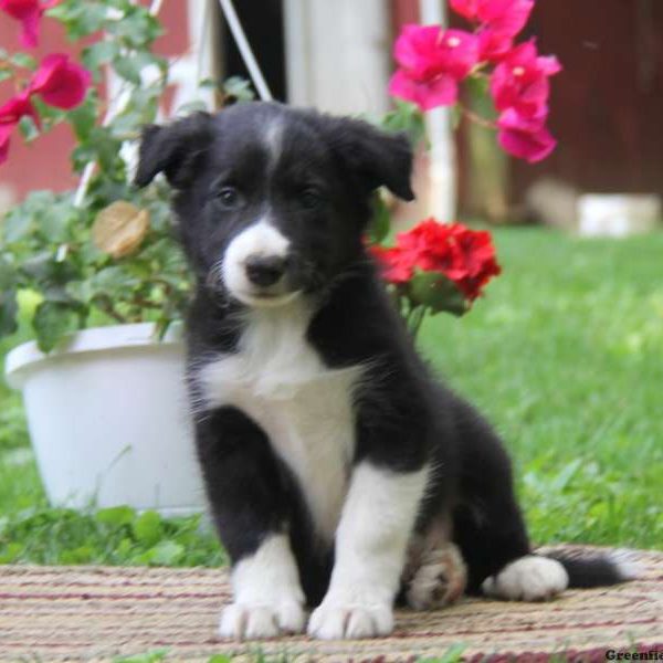 Kirk, Border Collie Puppy