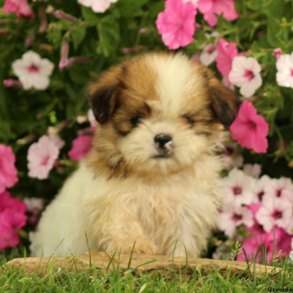 Kirk, Shih Tzu Puppy