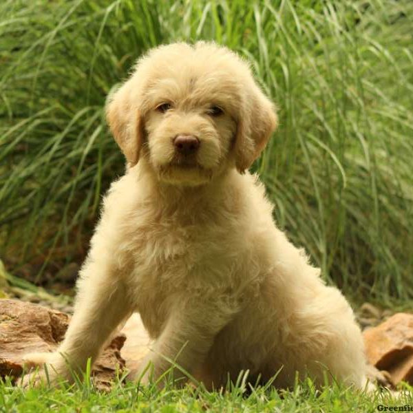 Kirk, Labradoodle Puppy