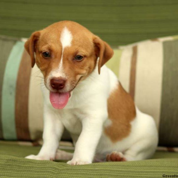 Kirk, Jack Russell Terrier Puppy