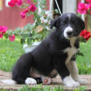 Kirk, Border Collie Puppy