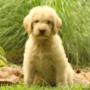 Kirk, Labradoodle Puppy