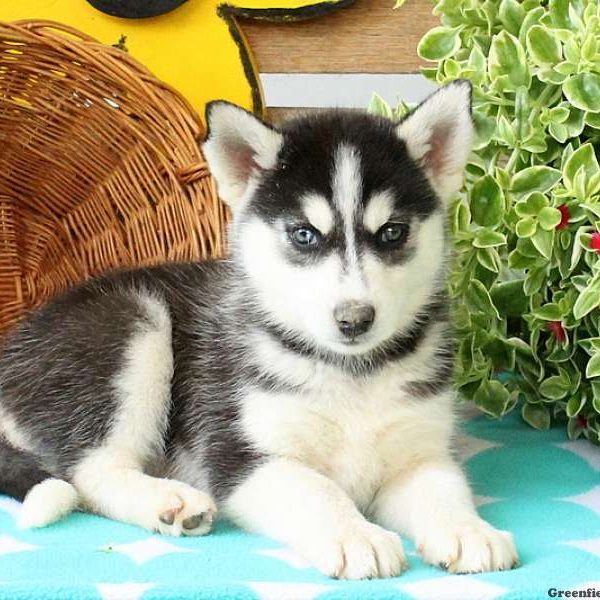 Kit, Huskimo Puppy