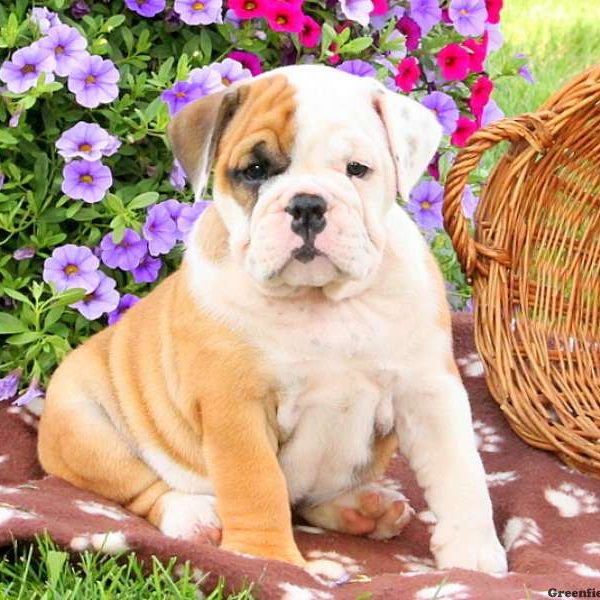 Kit, English Bulldog Puppy