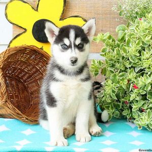 Kit, Huskimo Puppy