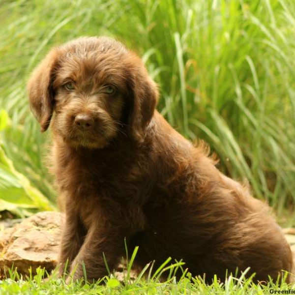 Koby, Labradoodle Puppy