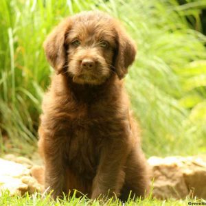 Koby, Labradoodle Puppy