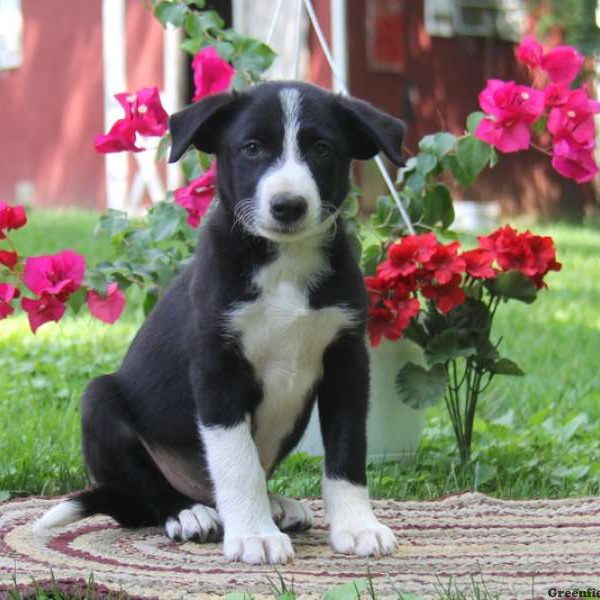 Kody, Border Collie Puppy