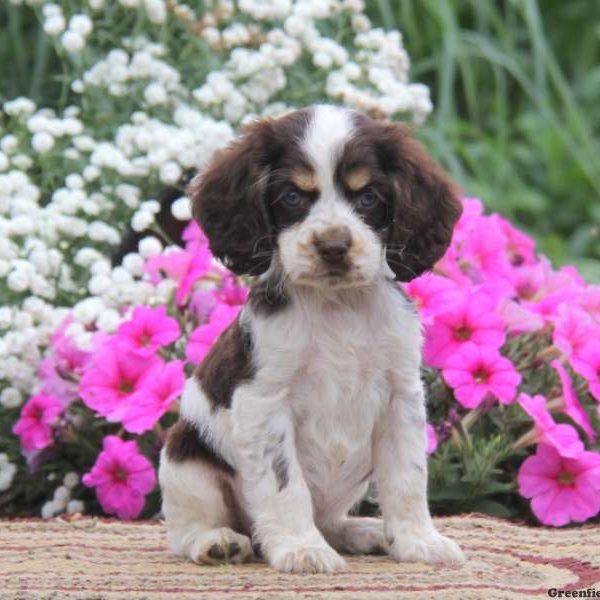 Kody, Cocker Spaniel Puppy