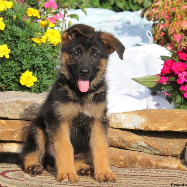 Kody, German Shepherd Puppy