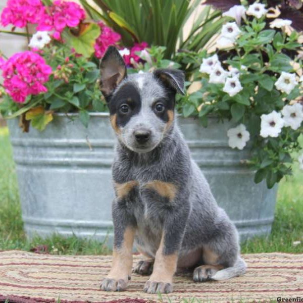 Kody, Blue Heeler – Australian Cattle Dog Puppy