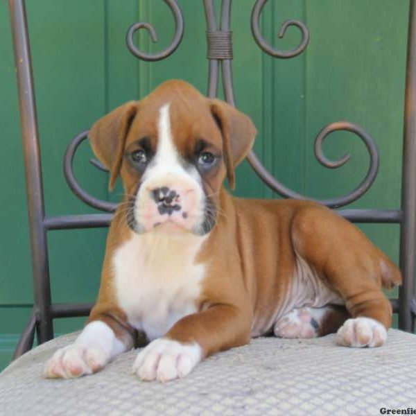 Kody, Boxer Puppy