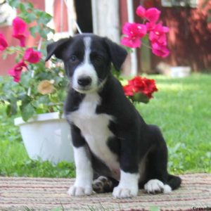 Kody, Border Collie Puppy