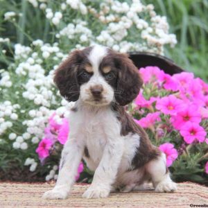 Kody, Cocker Spaniel Puppy