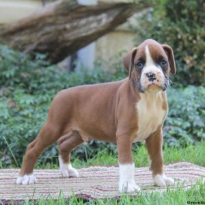 Kody, Boxer Puppy