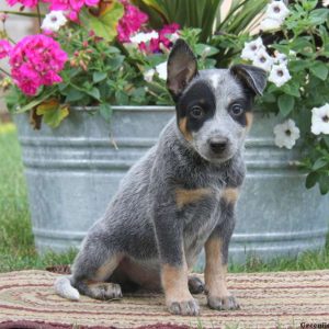 Kody, Blue Heeler – Australian Cattle Dog Puppy