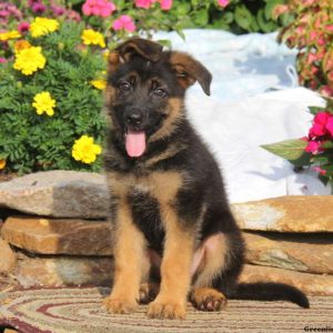 Kody, German Shepherd Puppy