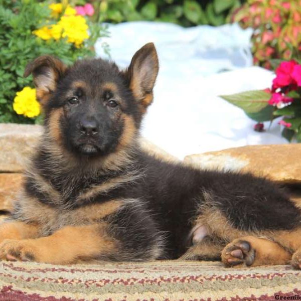 Kolby, German Shepherd Puppy