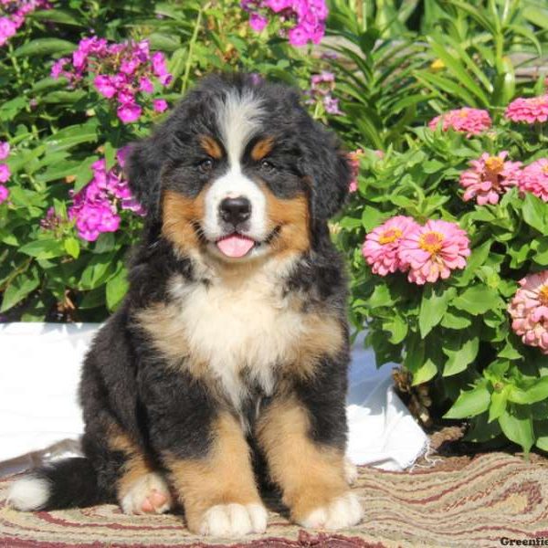 Kolby, Bernese Mountain Dog Puppy