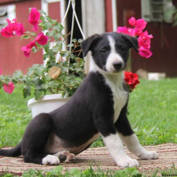 Kolby, Border Collie Puppy