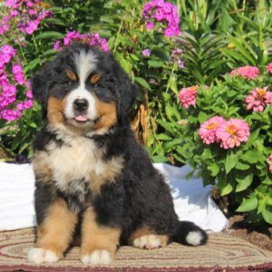 Kolby, Bernese Mountain Dog Puppy