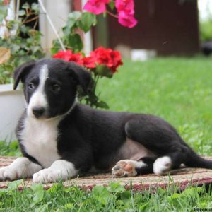 Kolby, Border Collie Puppy