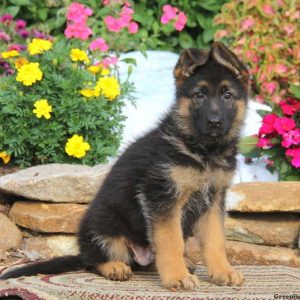 Kolby, German Shepherd Puppy