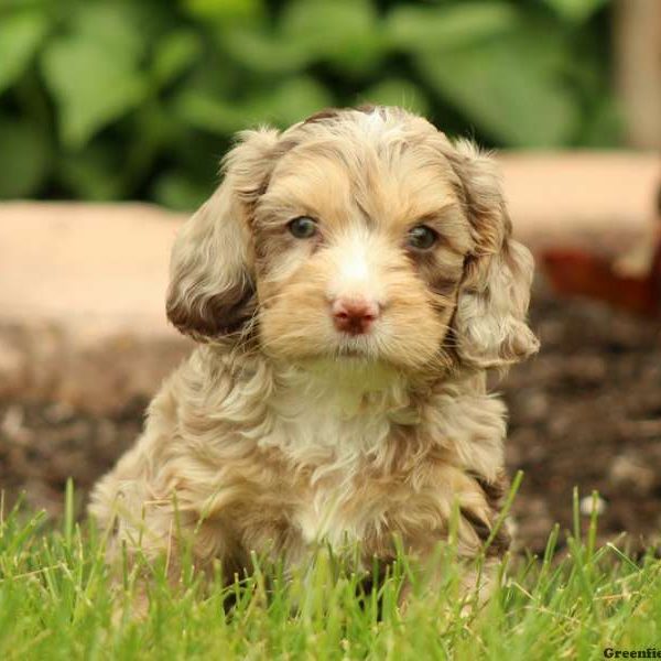 Kolton, Cockapoo Puppy