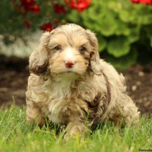 Kolton, Cockapoo Puppy