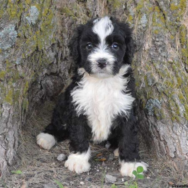 Kong, Bernedoodle Puppy