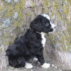 Kong, Bernedoodle Puppy