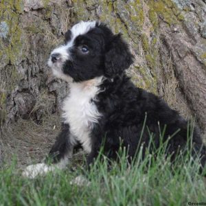 Kong, Bernedoodle Puppy