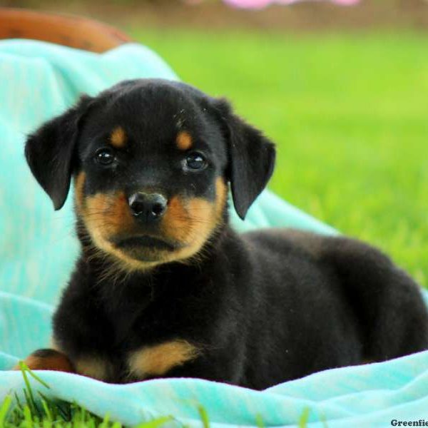 Konnely, Rottweiler Puppy