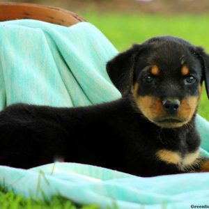 Konnely, Rottweiler Puppy