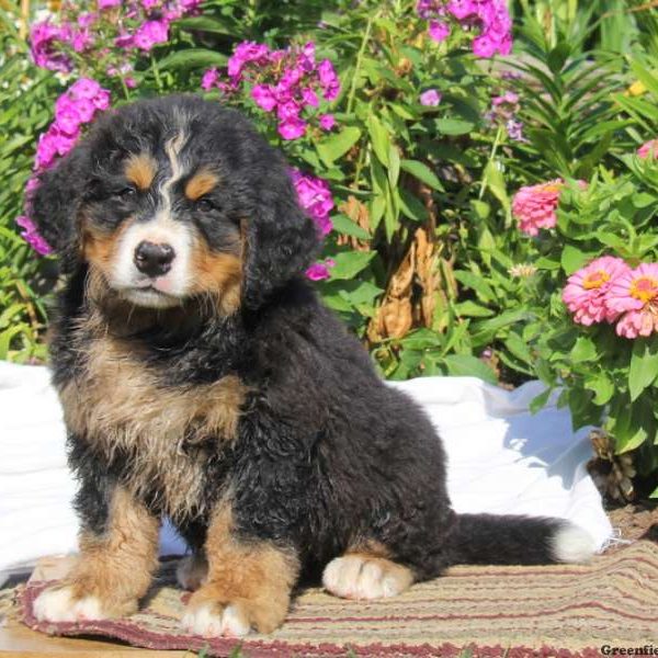 Konnor, Bernese Mountain Dog Puppy