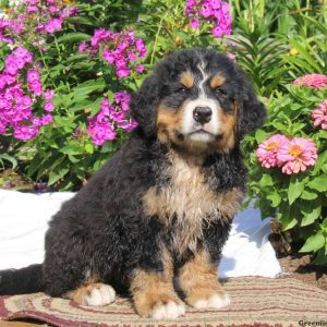 Konnor, Bernese Mountain Dog Puppy