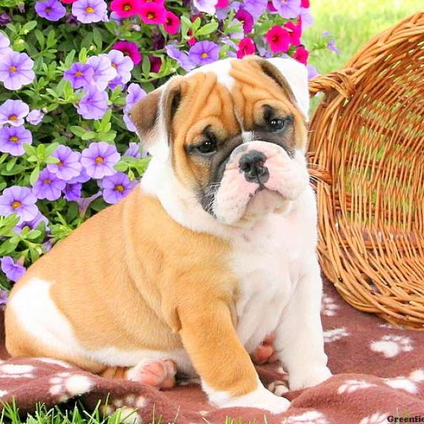 Konrad, English Bulldog Puppy