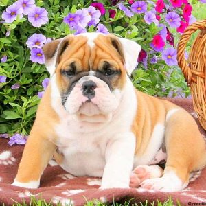 Konrad, English Bulldog Puppy