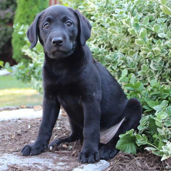 Kora, Labrador Retriever-Black Puppy