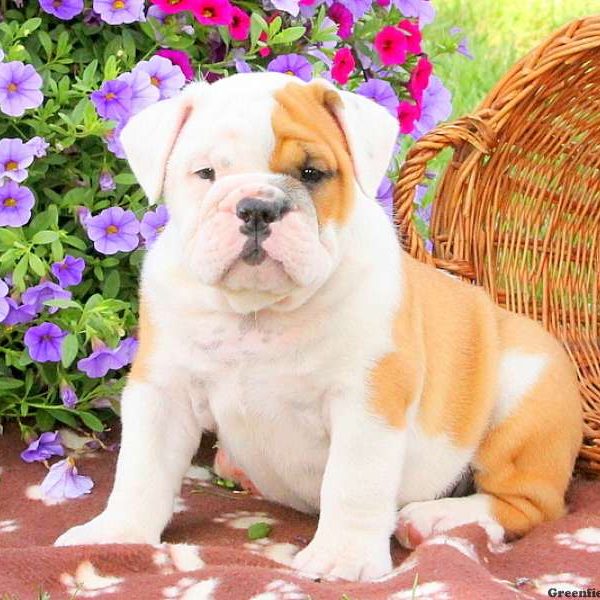 Kostas, English Bulldog Puppy