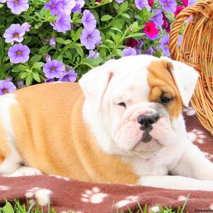 Kostas, English Bulldog Puppy