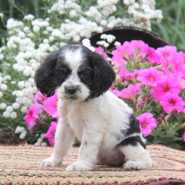 Krissy, Cocker Spaniel Puppy