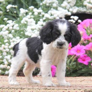 Krissy, Cocker Spaniel Puppy