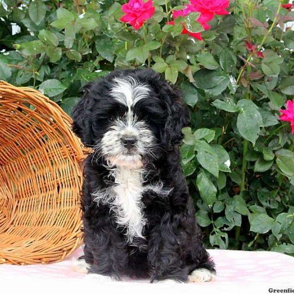 Krista, Shih Tzu Mix Puppy