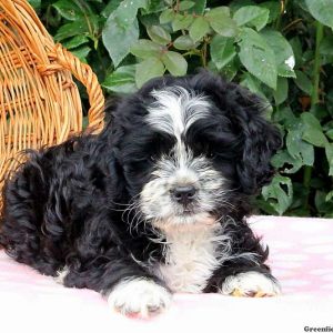 Krista, Shih Tzu Mix Puppy