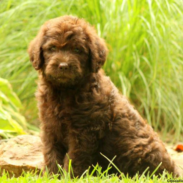 Kristi, Labradoodle Puppy