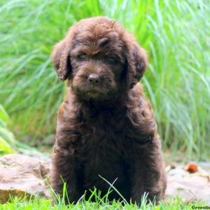 Kristi, Labradoodle Puppy