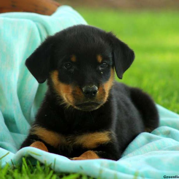 Kristin, Rottweiler Puppy