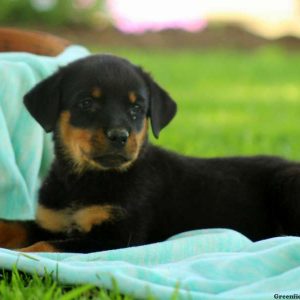 Kristin, Rottweiler Puppy