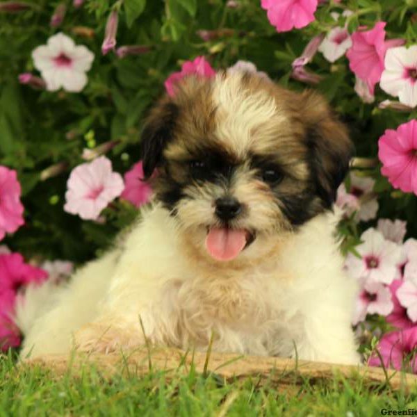 Kristov, Shih Tzu Puppy